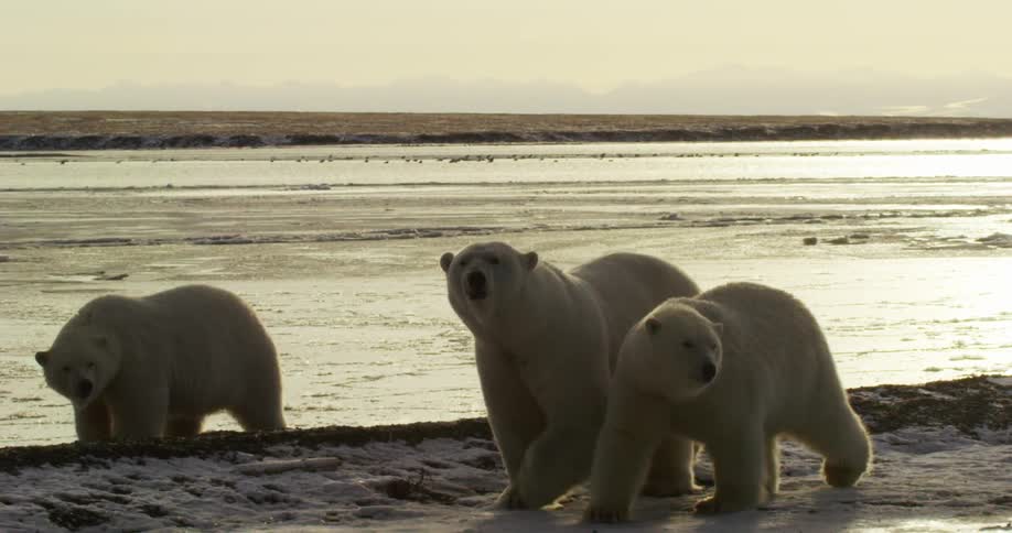 A family of polar bears is walking by a frozen lake in the morning