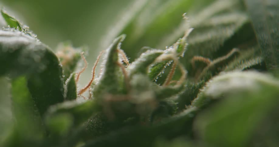 Small hairs line leaves surrounding tendrils at center of plant