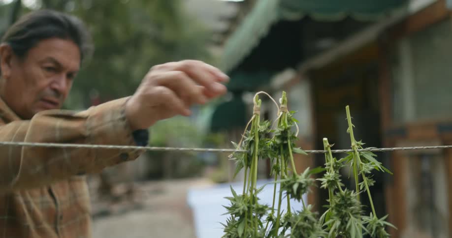 A man is hanging cut marijuana plants on a line to dry