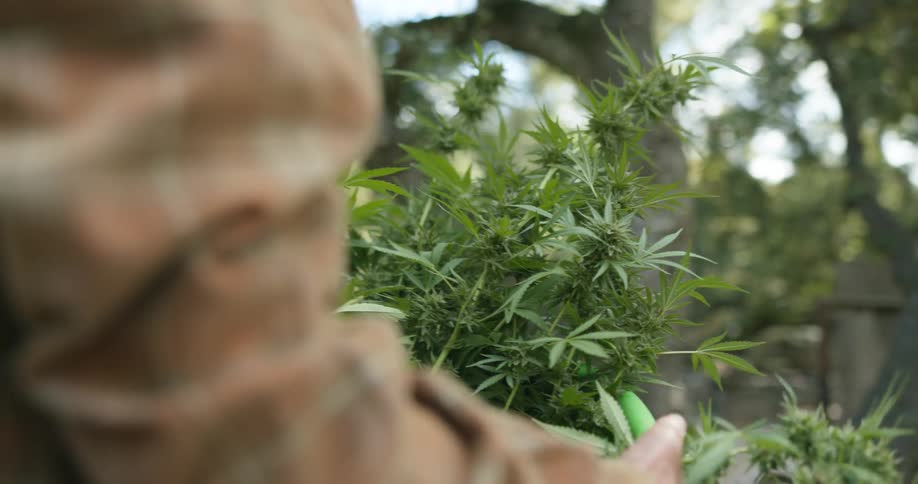 A man is carrying a basket of marijuana plants