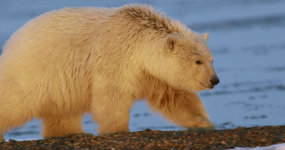 A polar bear is walking across the ground and there is snow and ice in the distance