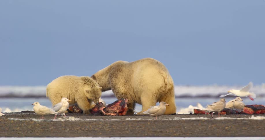 Adult polar bear with a cub eating raw meat on a beach surrounded by birds