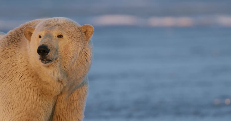 Polar bear stands on ice and looks around in the arctic