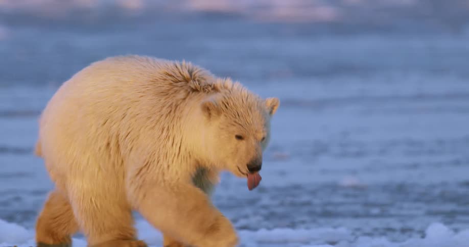 Polar bear walking over the pebbles on the beach next to the ocean