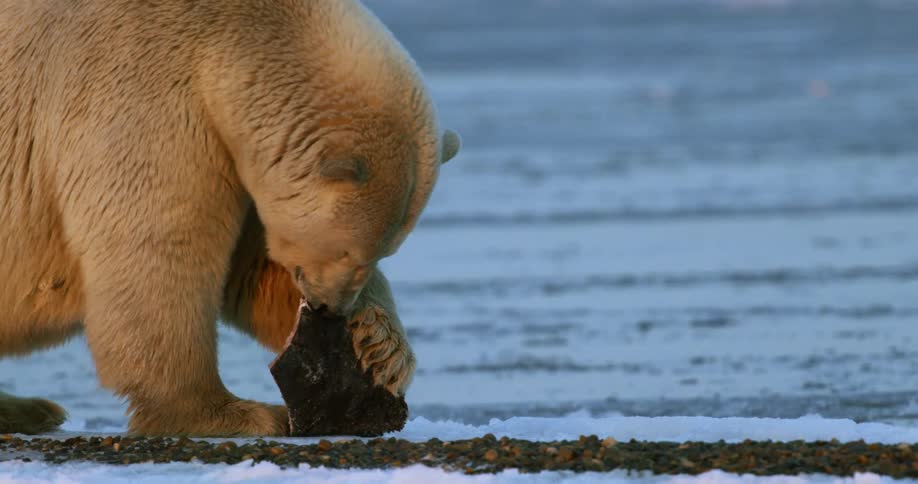 A polar bear holds down a fish with its paw while eating