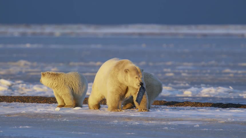 A polar bear walks away from her cubs with a fish in her mouth