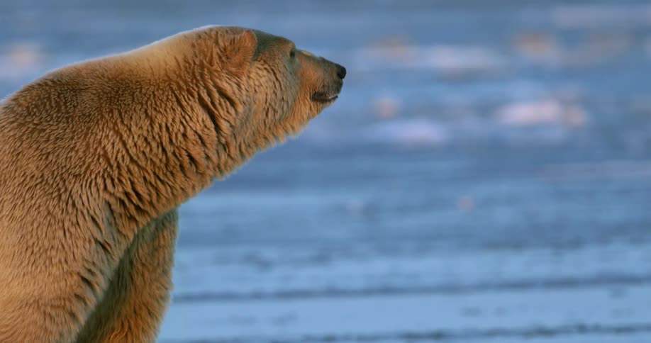 A polar bear stands near the water and looks around