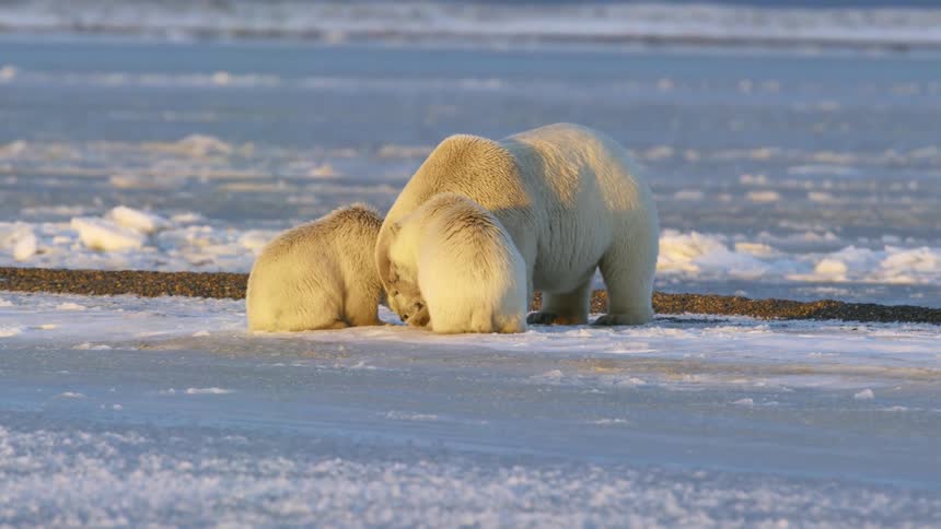 Polar bear cubs huddle with their mother in the snow