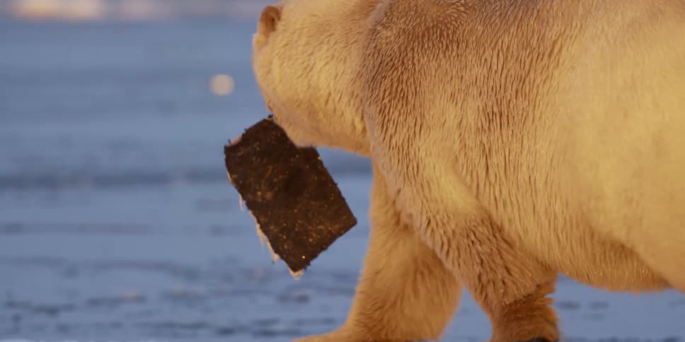 A polar bear picks up a piece of debris and carries it in its mouth as it walks away in the evening