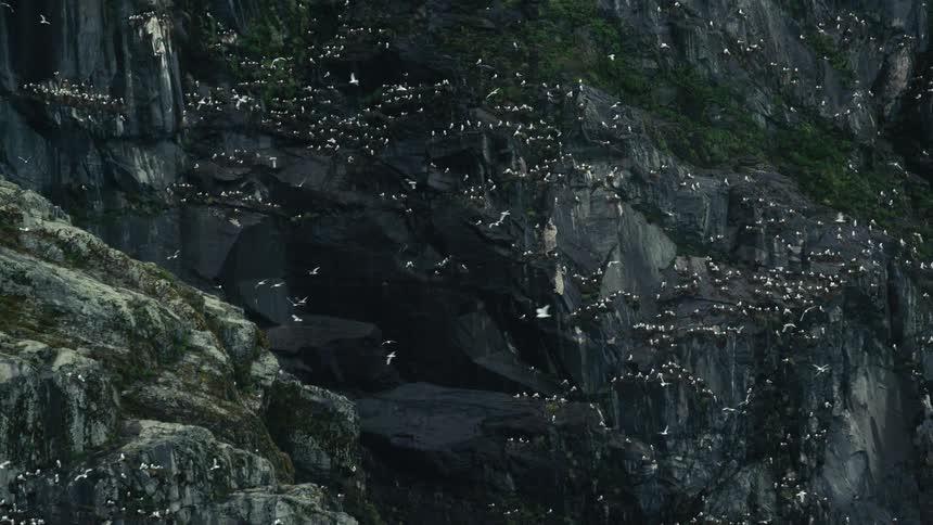 A large flock of white birds perched on cliffs with other birds flying around