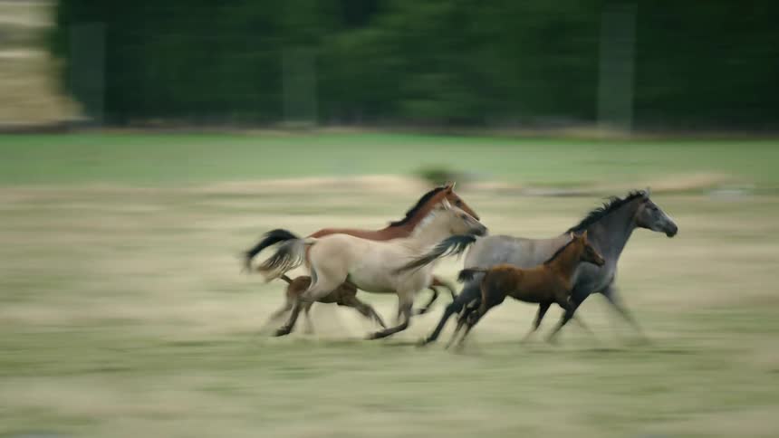 Wild horses sprint through an open field deep in the Chilean Wilderness