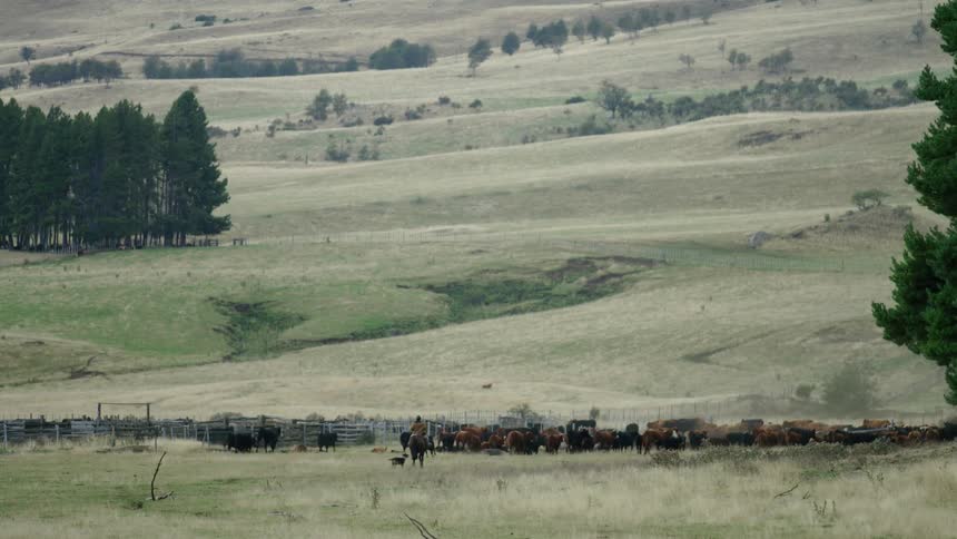 A rancher on horseback tries to corral penned animals
