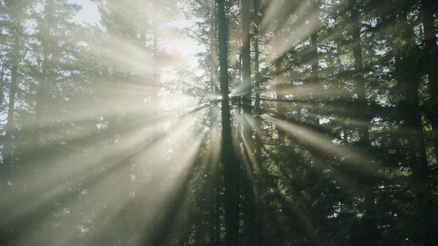 God sun rays are shining brightly through trees in an old growth forest with feelings of optimism and possiblity