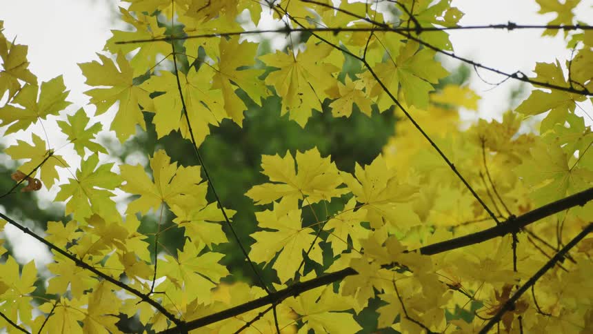 Peak Autumn color as the camera slowly zooms and rotates out from Big Leaf Maple leaves