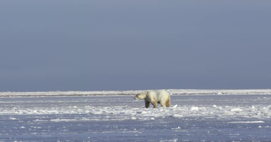Polar bear walks across snow covered ground