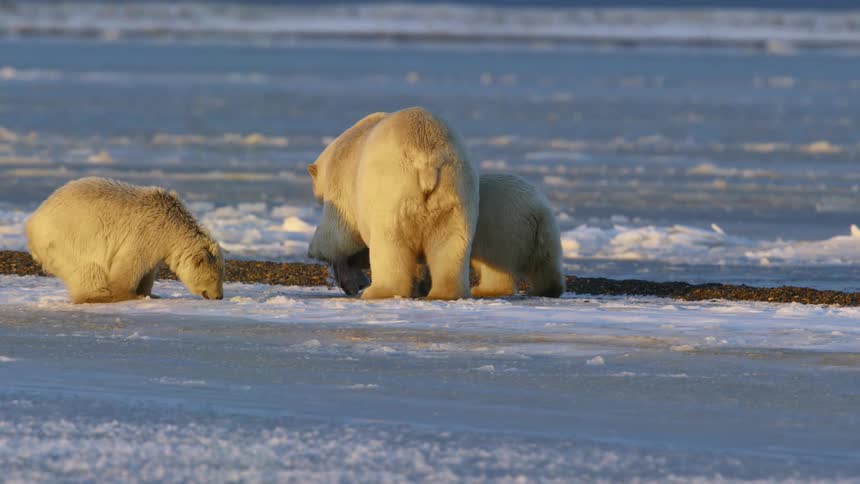 A polar bear carries fish in its mouth as bear cubs eat nearby