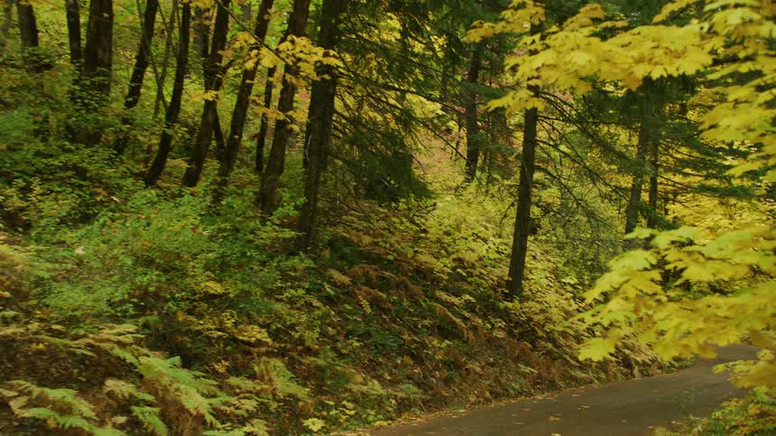 Ferns and other green vegetation contrast the brilliant yellow leaves of intense Autumn foliage