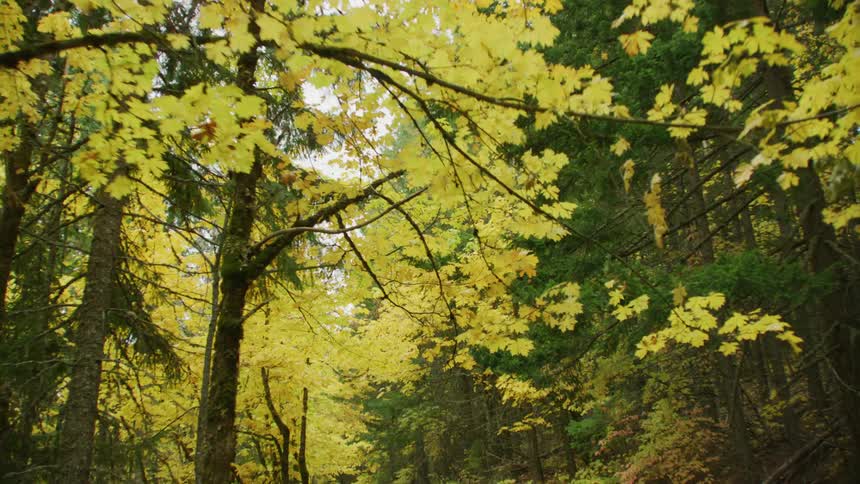 Autumn leaves in peak color of the Fall season from the point of view of a passneger looking up at a passing branch of vibrant yellow leaves