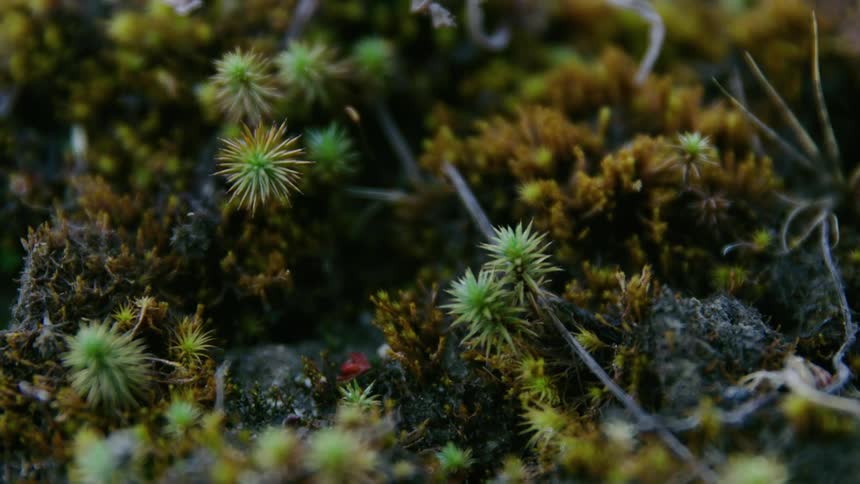 Epiphytes growing in a nook on forest trees