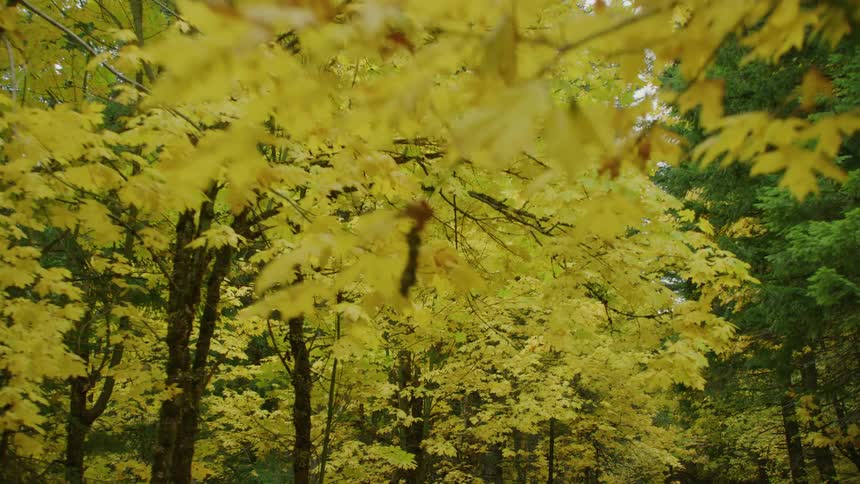 Vibrant yellow leaves of Big Leaf Maple trees explode in peak Autumn color