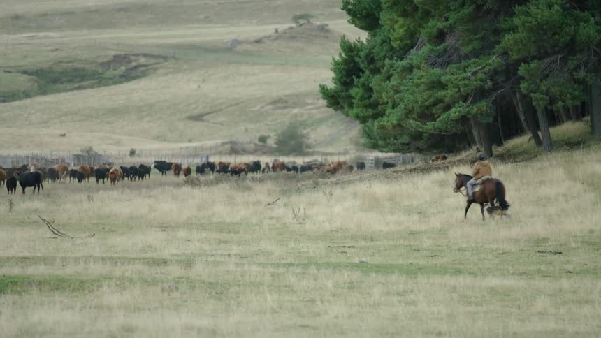 A rancher on a horse rides toward a herd of grazing cattle with his dog alongside