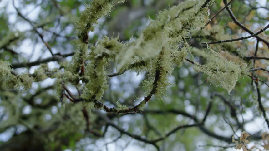 Water droplets fall directly towards the lens as the camera looks up at mossy branches hanging from an old-growth oak forest