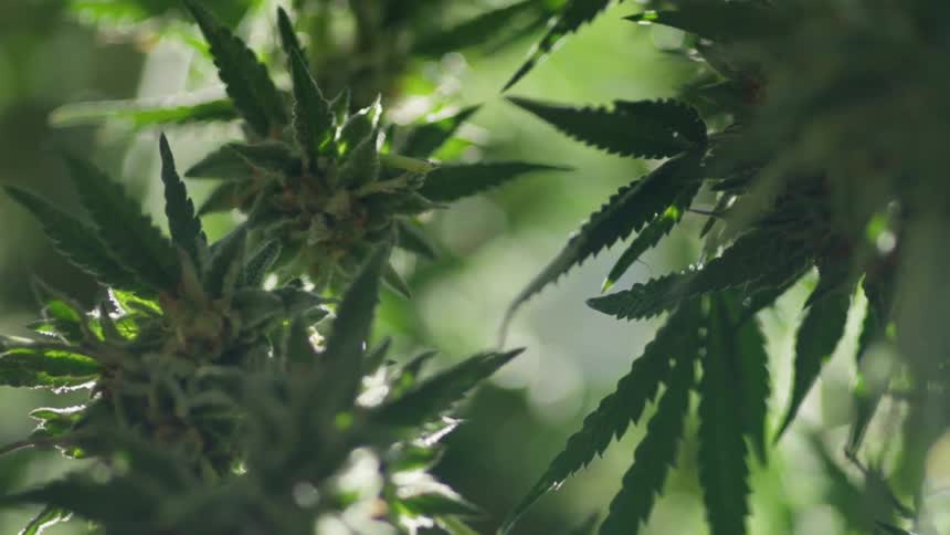 Cannabis plants moving in the breeze as the sun shines upon them
