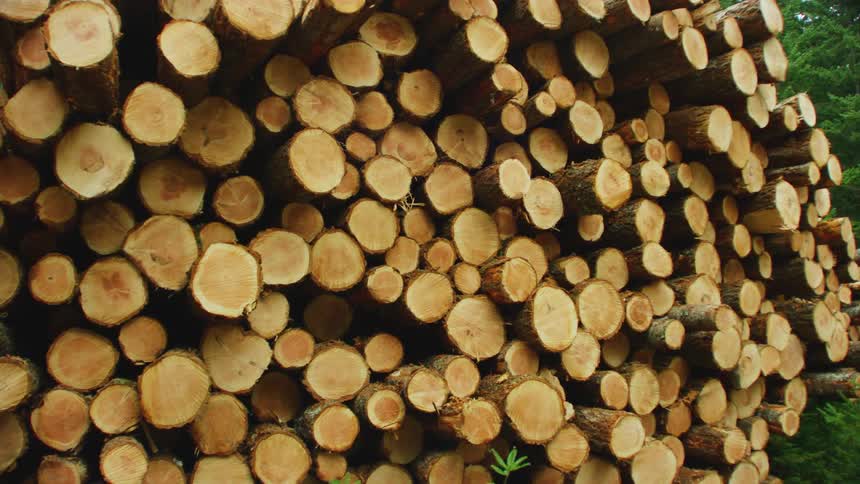 A Massive stack of clear cut logs is collected before transport at this clear cut logging commercial operation