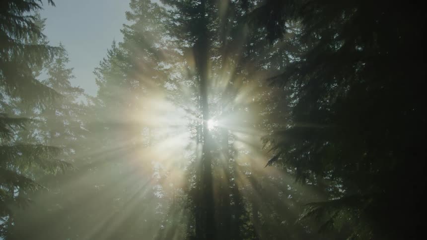 God rays and sun shines through forest and the trees are silhouetted against the shimmering early morning sun
