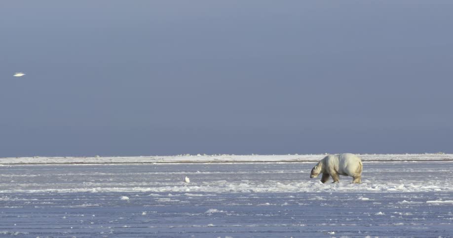 Polar bear passes bird walking the opposite way across snow covered ground and other birds fly overhead