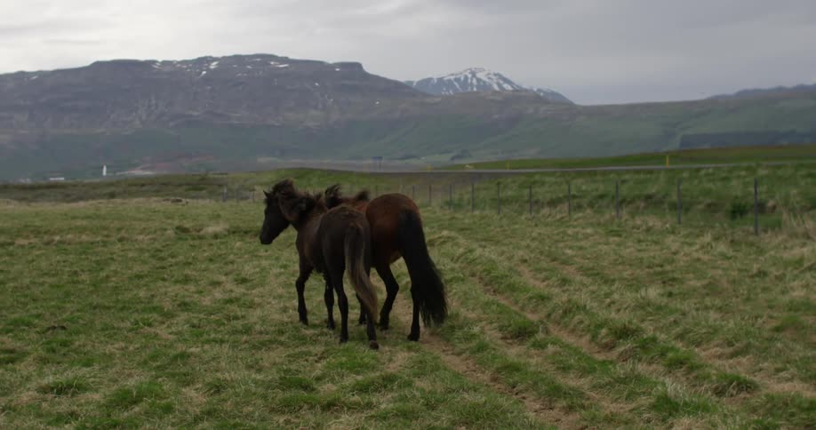 Two horses walk along a green field together