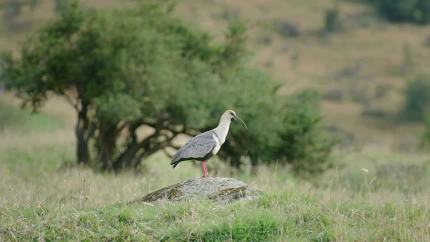A Bandurria (Theristicus caudatus) bird with long curved beak takes flight from perch on rock in field