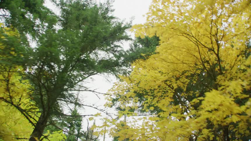 The camera tilts up to look at a passing branch of vibrant yellow Autumn colors as the car drives up the hill to the cabin