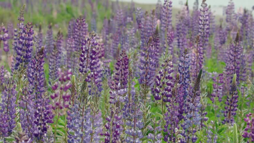 Wild blue purple lupin flowers (Lupinus perennis) in dramatic bloom in a meadow alongside a pristine river