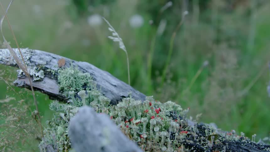 Red wild flowers growing in the moss on the bark of a fallen branch over the green grass as the camera dynamically orbits around the scene