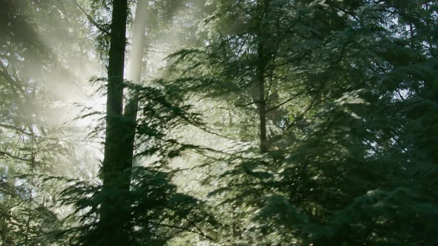 The vehicle slowly reveals brilliant rays of light as they shine through the branches of old growth trees
