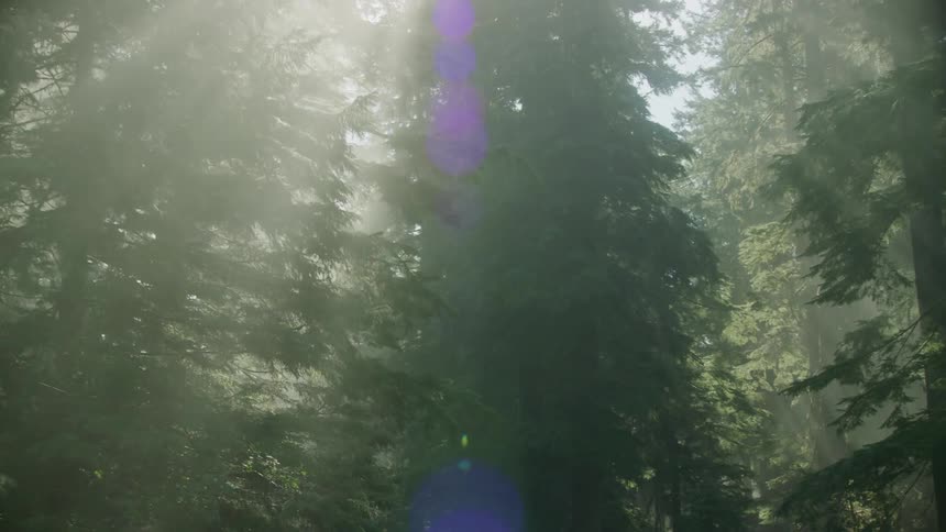 Early morning sun shines through the trees in rays that feel majestic and significant