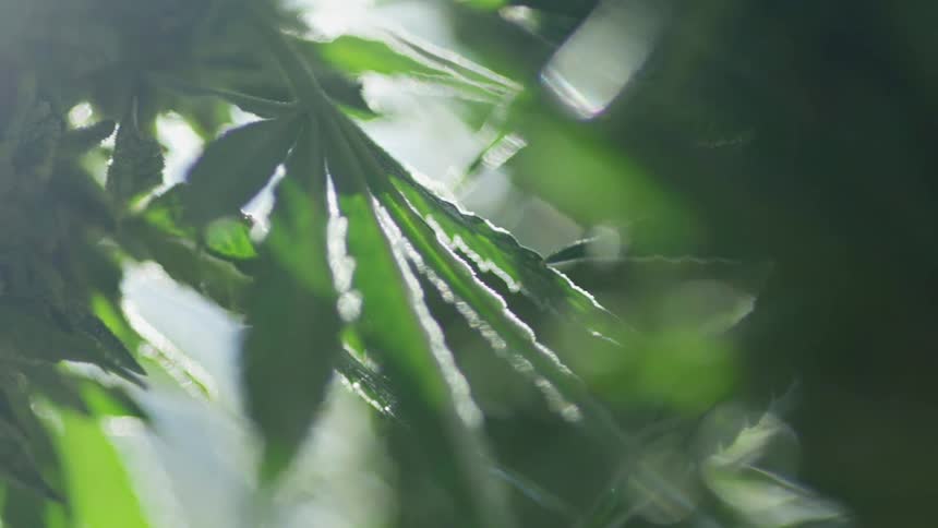 Sunlight outlines serrated plant leaves blowing in the wind