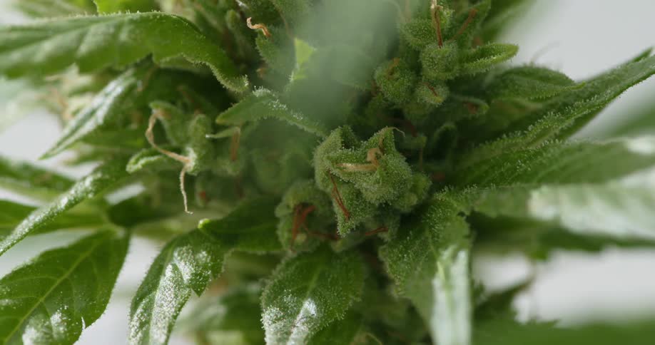 A very close up view of a marijuana plant bud