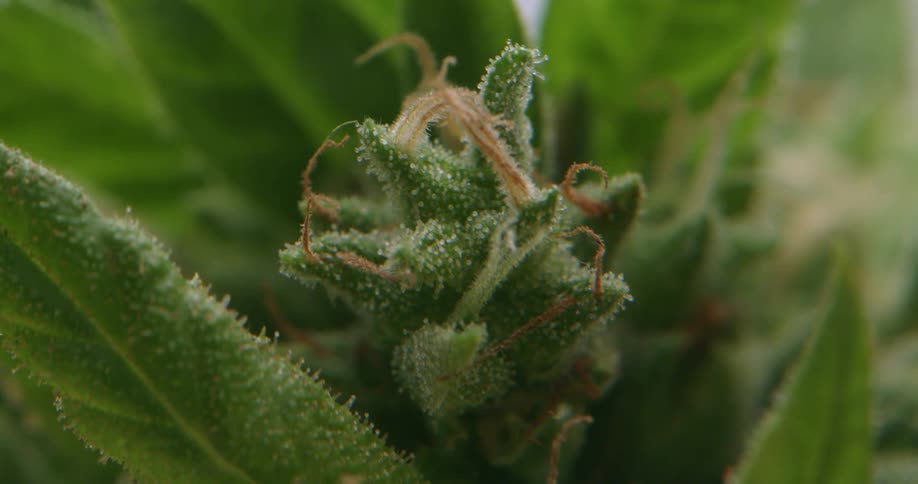 A very close up view of a cannabis plant