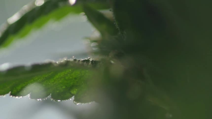 A very close up view of cannabis plant leaves