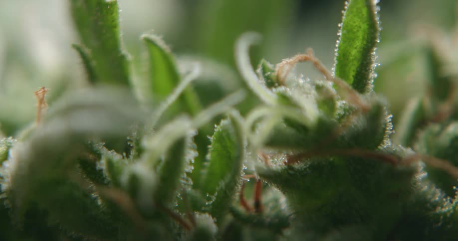 Plant leaves glisten in the sunlight