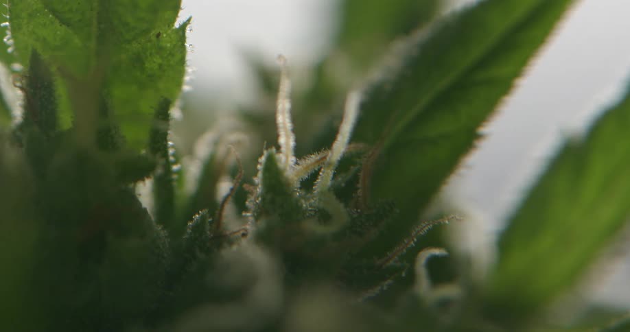 Extreme close up of the green leafs of a cannabis plant