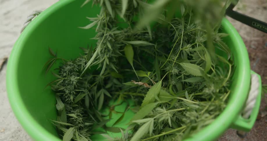 Someone is picking cut cannabis plants out of a green bucket