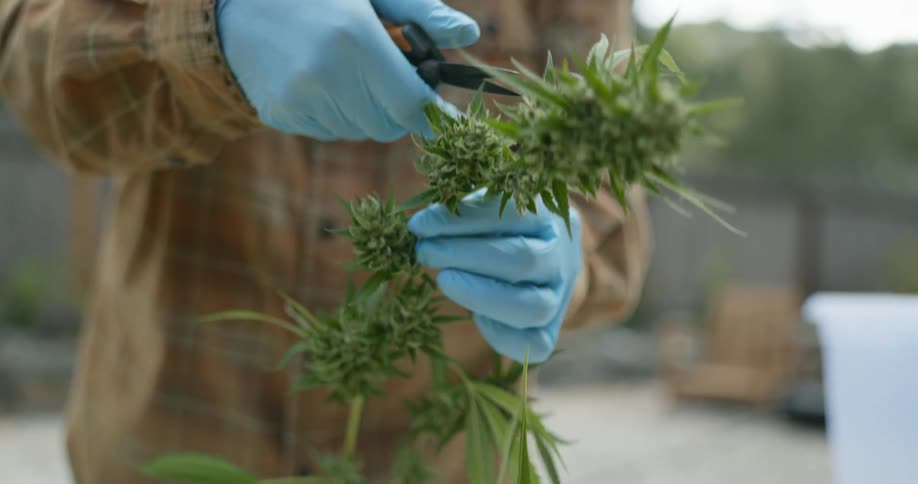 A person cutting leaves off of a plant outdoors