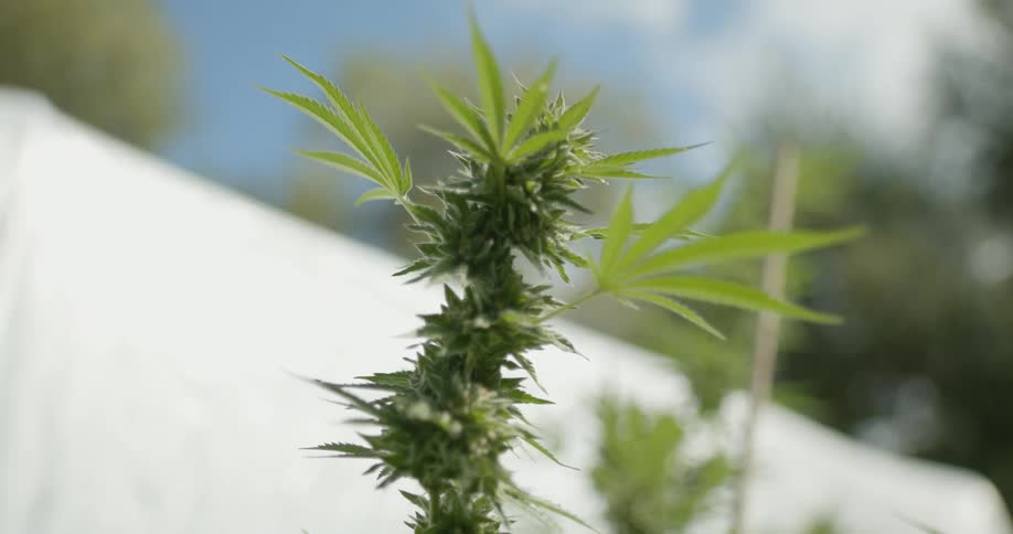 Marijuana plant moving in the breeze