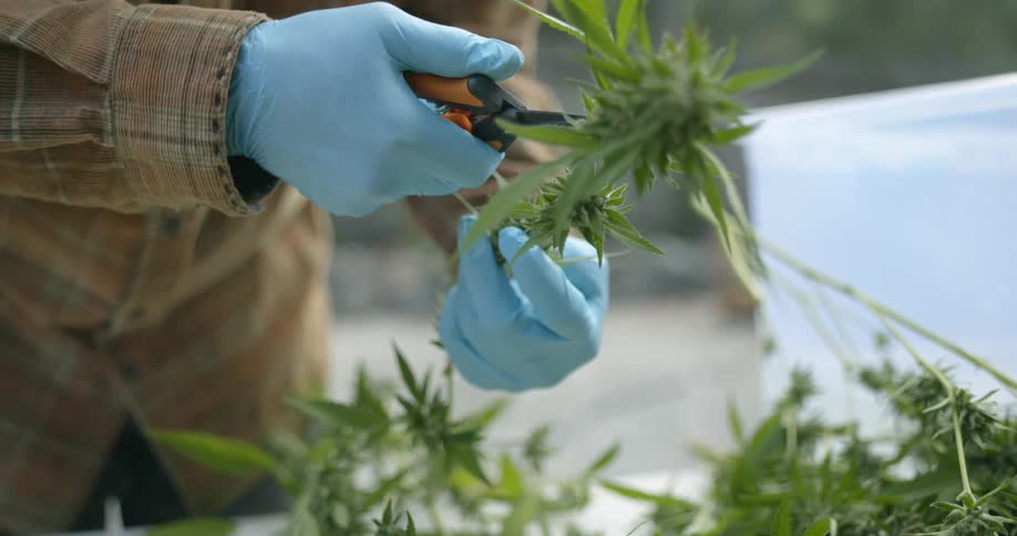 A man is harvesting drugs from a marijuana plant