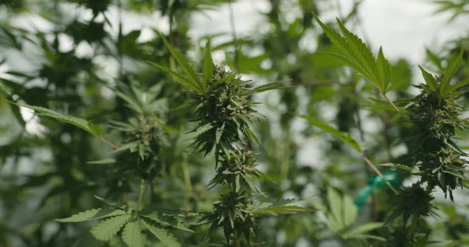 The sunlight shines on green marijuana plants