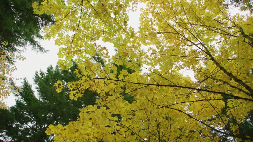The camera reveals a peak color sky as it zooms out on the bright yellow Autumn leaves of the Big Leaf Maple Tree