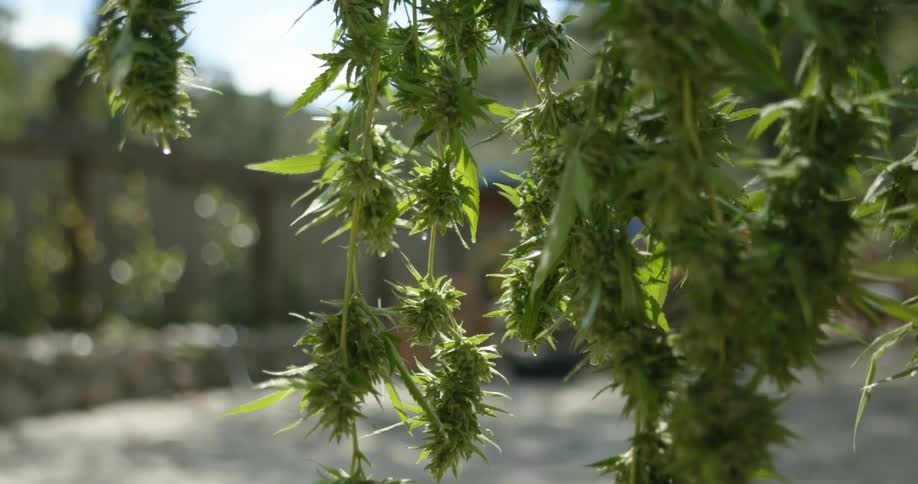 Water is dripping from marijuana plants hanging outside